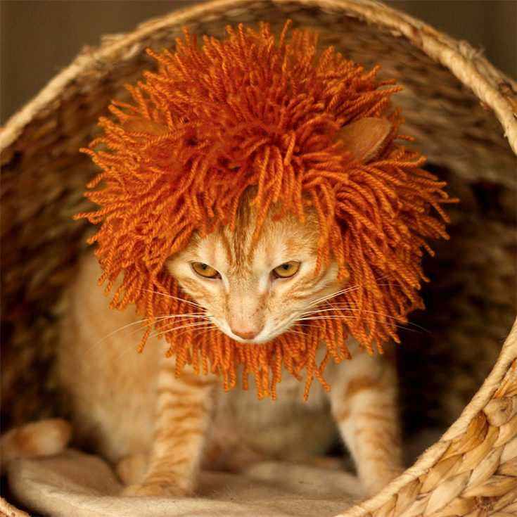 If you want more uniformity, this crochet cat mane is the one for you. Crochet this for your cat and bring your pet 'lion' to Halloween parties this year. difficulty: avid beginner