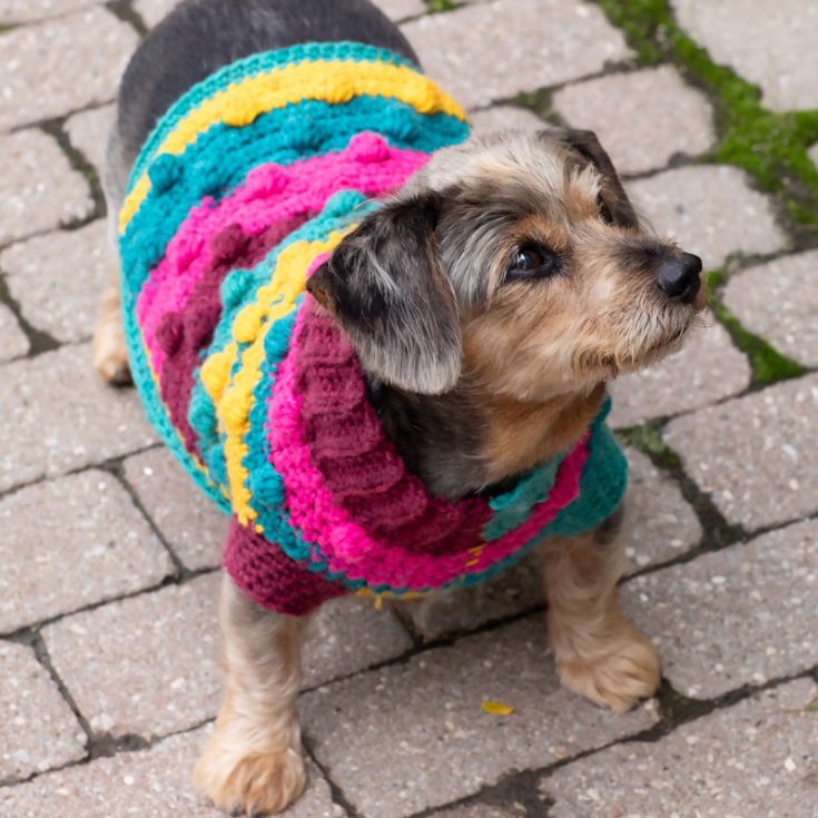 This colorful and fun sweater is suitable for smaller dogs. It will have your doggo looking like a walking ball of sunshine. Practice bobble stitch, single crochet, working in the back loop, single crochet two together, and more.