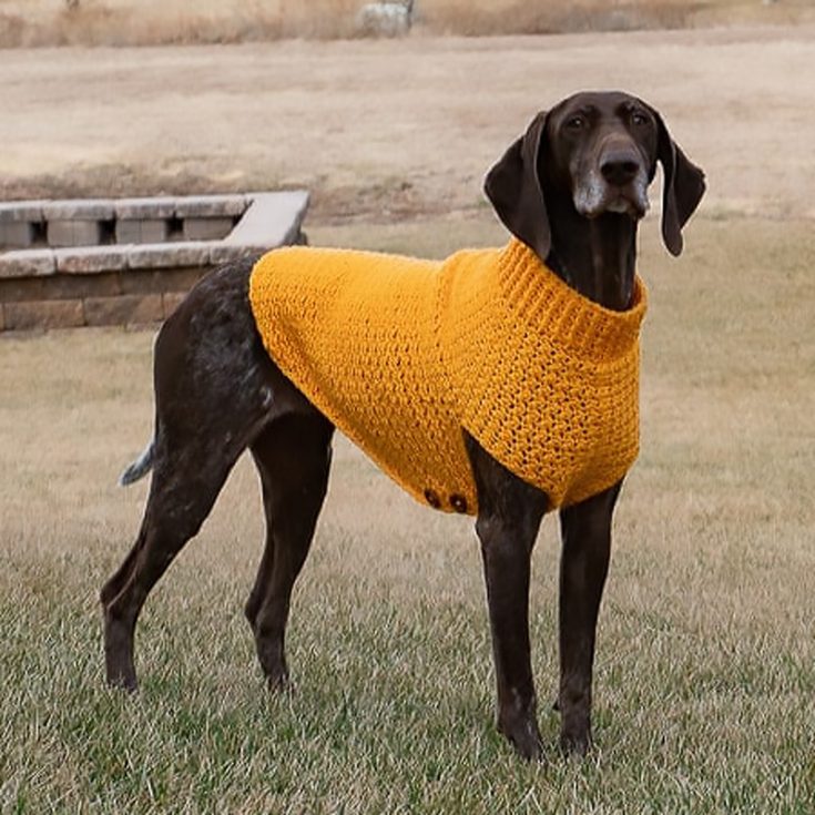 This functional sweater is designed for large dogs that do not enjoy getting their long legs into a sweater with leg holes. This pattern incorporates a flap with buttons. You can simply slip the collar over their head and fasten it below.
