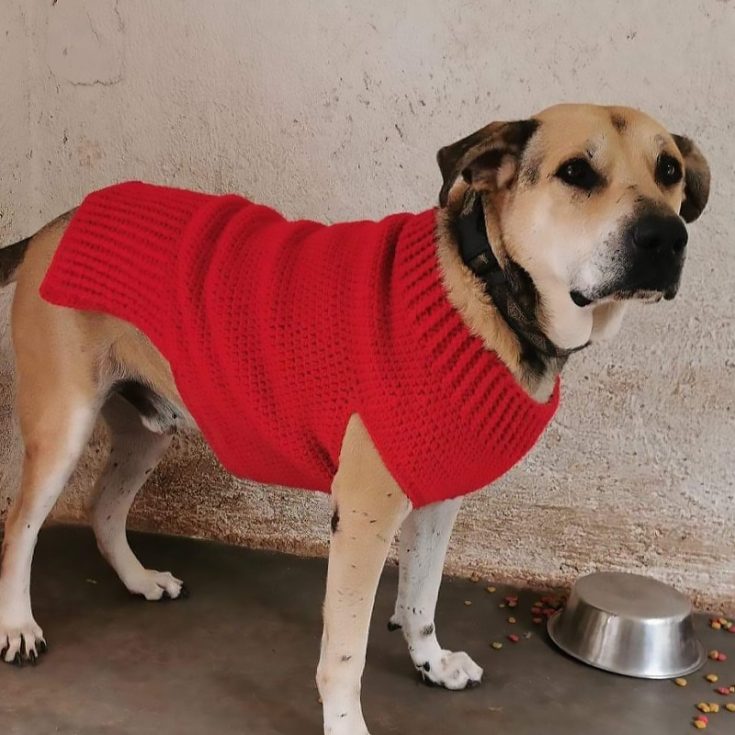 This doggy sweater is written for a size medium, for intermediate crocheters as it uses a lot of different stitches.