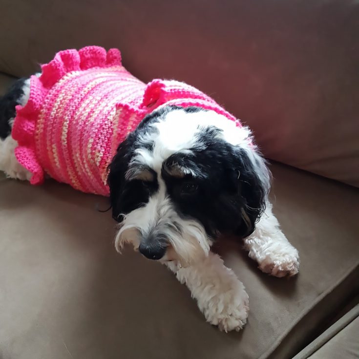 Your dog a girly-girl? Crochet this feminine piece with ruffles and all for her! Take note that this piece requires advanced knowledge of crochet as it is organic and changes with the size of each dog.