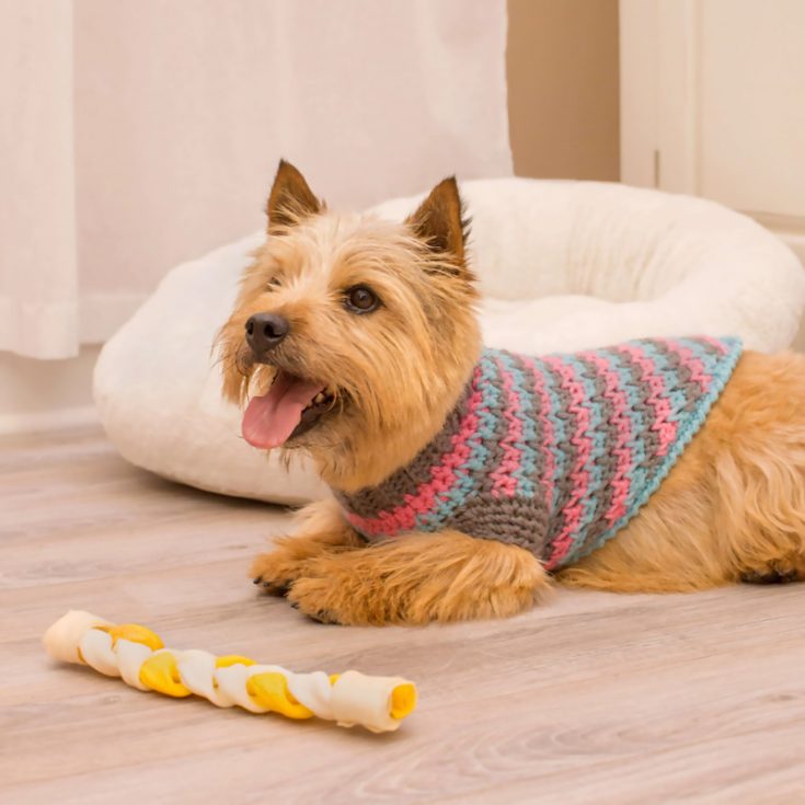 Add a burst of color to your pup's wardrobe with this fun and colorful dog sweater pattern.